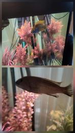 Vissen chicliden x2.1x knormeerval doornmeerval, Vis