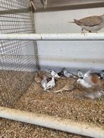 20 rode diamant duifjes, Dieren en Toebehoren, Vogels | Duiven, Meerdere dieren, Overige soorten