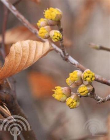 Cornus mas Gele kornoelje mooie herfstkleur voedselbos beschikbaar voor biedingen