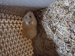 Cavia zeugje., Dieren en Toebehoren, Knaagdieren, September, Vrouwelijk, Cavia