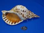 Schelpen, Charonia tritonis, Ophalen of Verzenden, Schelp(en)