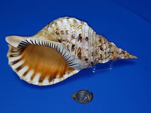 Schelpen, Charonia tritonis, Verzamelen, Mineralen en Fossielen, Schelp(en), Ophalen of Verzenden