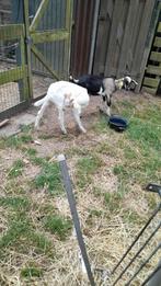 Melkgeiten bokken, Dieren en Toebehoren, Mannelijk, Schaap