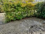 beukenhaag, Tuin en Terras, Ophalen, Beukenhaag, Haag, 100 tot 250 cm