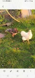 3 Wyandotte kuikens  ( hennetjes ), Dieren en Toebehoren, Vrouwelijk, Kip