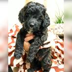 Nog een prachtig Labradoodle reutje beschikbaar, 8 tot 15 weken, Meerdere, Nederland, Particulier