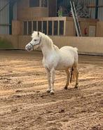 Brave kinderpony's en shetlanders te koop wegens eind manege, Dieren en Toebehoren, Meerdere dieren, Niet van toepassing, Gechipt