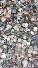 ACTIE SCHELPEN (mix), Tuin en Terras, Grind, Keien en Split, Ophalen, Overige materialen, Overige typen, Nieuw