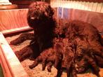 Te Koop mooie Bouvier des Flandres pups met stamboom, CDV (hondenziekte), Meerdere, Bouvier, 8 tot 15 weken
