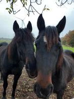 Verzorger/ bijrijder gezocht in Maasmechelen, Dieren en Toebehoren, Paarden en Pony's | Overige Paardenspullen, Ophalen