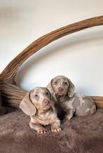 Prachtige dwergteckel pups, Dieren en Toebehoren, Honden | Teckels en Dashonden, 8 tot 15 weken, Korthaar, Dwerg, Meerdere