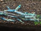 Blue Bolt garnalen, Dieren en Toebehoren, Kreeft, Krab of Garnaal