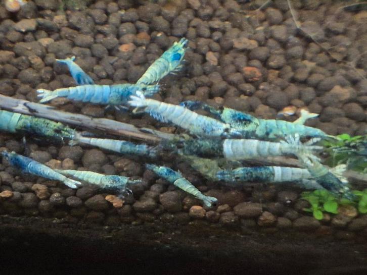Blue Bolt garnalen, Dieren en Toebehoren, Vissen | Aquariumvissen, Kreeft, Krab of Garnaal