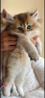 Raszuiver Brits langhaar kitten- Black Golden shaded ny11), Dieren en Toebehoren, Katten en Kittens | Raskatten | Langhaar, Kater