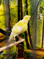 Kanarie, Meerdere dieren