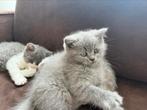 Kittens, Dieren en Toebehoren, Katten en Kittens | Raskatten | Langhaar, Poes