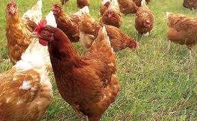 leghennen 20 - 26 weken., Dieren en Toebehoren, Pluimvee, Kip, Vrouwelijk