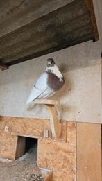 Canaria's, Dieren en Toebehoren, Meerdere dieren, Overige soorten