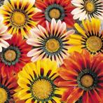 Zaden middaggoud - Gazania rigens ‘Sunshine mixed’, Ophalen of Verzenden, Voorjaar, Volle zon, Zaad