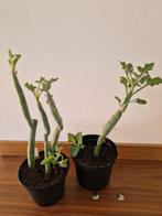 Senecio - klein - articulatus, Huis en Inrichting, Ophalen, Overige soorten, Minder dan 100 cm