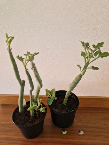Senecio - klein - articulatus beschikbaar voor biedingen