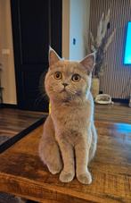 Britse korthaar lilac, Dieren en Toebehoren, Katten en Kittens | Raskatten | Korthaar, Poes, Gechipt, 0 tot 2 jaar