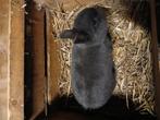Dwergkonijn tekoop, Dieren en Toebehoren, Konijnen, Mannelijk, Dwerg