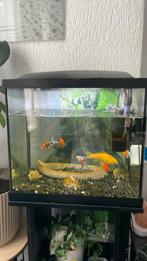 Aquarium met 7 vissen, Ophalen, Zo goed als nieuw