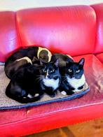 2 lieve 4-jarige katjes (zusjes), Dieren en Toebehoren, Katten en Kittens | Overige Katten, Poes