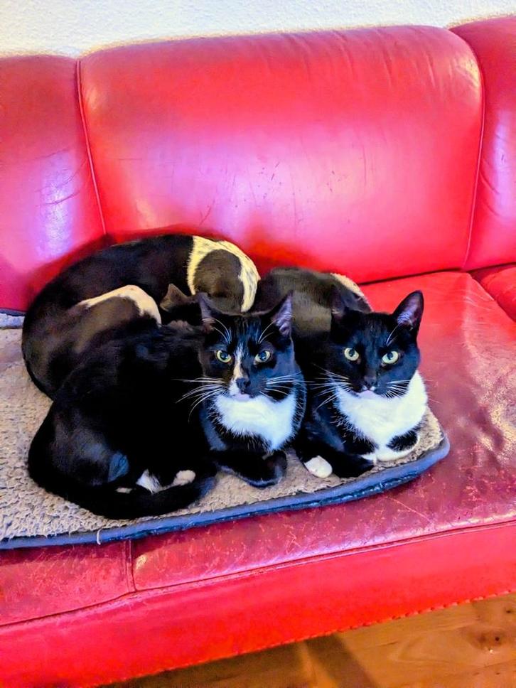 2 lieve 4-jarige katjes (zusjes), Dieren en Toebehoren, Katten en Kittens | Overige Katten, Poes