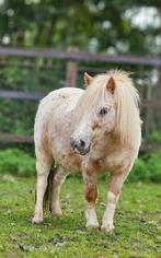 Super lieve shetlanders, Dieren en Toebehoren, Merrie, A pony (tot 1.17m), 3 tot 6 jaar