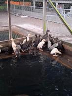 Jonge loopeenden, Dieren en Toebehoren, Pluimvee, Meerdere dieren, Eend