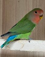 Agapornis dwergpapegaai roseicollie poppen om tam te maken, Dieren en Toebehoren, Vogels | Parkieten en Papegaaien, Vrouwelijk