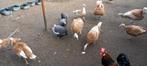 Broedeieren parelhoenders, Dieren en Toebehoren, Pluimvee, Geslacht onbekend, Kip