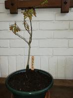 Bonsai Eik van 2013, Tuin en Terras, Planten | Bomen, Minder dan 100 cm, Overige soorten, Ophalen