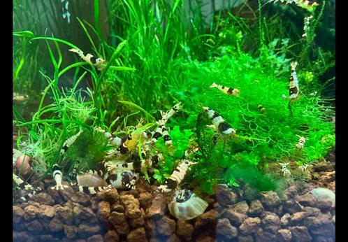 Crystal Black garnalen, gewoon op kraanwater, ophalen in Oss, Dieren en Toebehoren, Vissen | Aquariumvissen, Kreeft, Krab of Garnaal