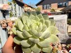Echeveria Hybrida/pot 7cm/vetplant/succulent, Ophalen of Verzenden, Minder dan 100 cm