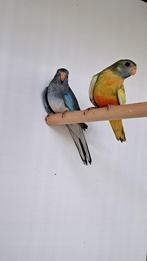 Splendid, Dieren en Toebehoren, Meerdere dieren, Parkiet