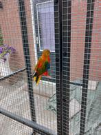 Parkieten, Dieren en Toebehoren, Meerdere dieren, Parkiet
