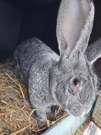 Vlaamse reus, Dieren en Toebehoren, Vrouwelijk, Groot, 0 tot 2 jaar