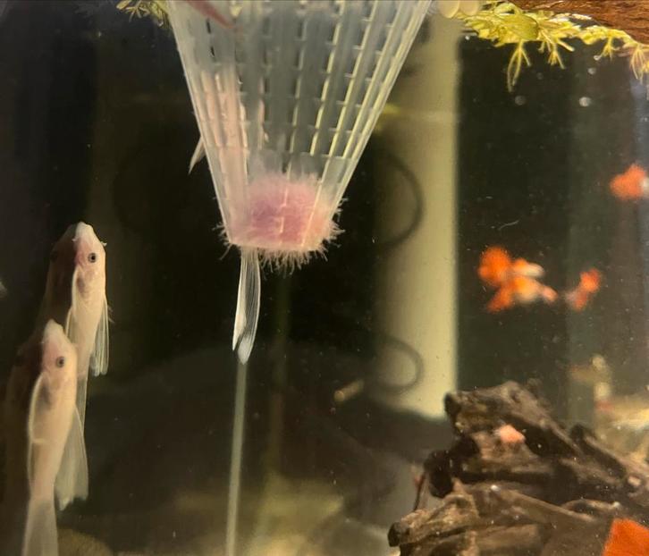 Microfex Wormen/Dero wormen!, Dieren en Toebehoren, Vissen | Aquaria en Toebehoren, Nieuw, Overige typen, Ophalen of Verzenden