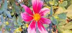 Dahlia knol, Tuin en Terras, Bloembollen en Zaden, Ophalen of Verzenden, Volle zon, Knol
