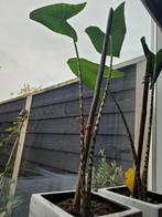 Alocasia zebrina - zebraplant stek, Bloeit niet, Overige soorten, Minder dan 100 cm, Ophalen