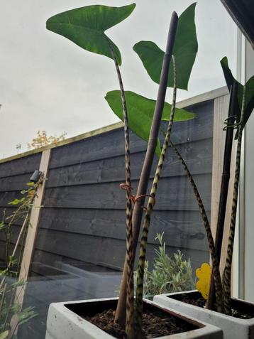 Alocasia zebrina - zebraplant stek beschikbaar voor biedingen