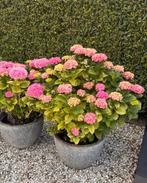 3 roze Hortensia’s in pot, Tuin en Terras, Vaste plant, Halfschaduw, Zomer, Ophalen