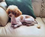 Toy poedel dekreutjes, Dieren en Toebehoren, Honden | Dekreuen, Rabiës (hondsdolheid), Reu, 1 tot 2 jaar, Meerdere