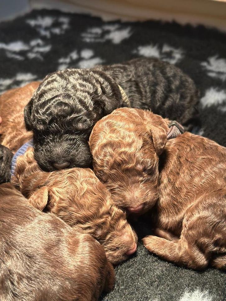 Labradoodle pups medium, Dieren en Toebehoren, Honden | Retrievers, Spaniëls en Waterhonden, Meerdere dieren, Overige rassen, Particulier