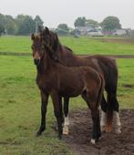 Kwaliteitsvol Welsh merrieveulen., Dieren en Toebehoren, Merrie, Niet van toepassing, 0 tot 2 jaar, C pony (1.27m tot 1.37m)