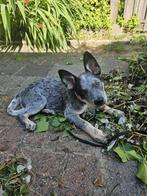 Australian Cattle Dog Puppy - Afstand door allergiën, Overige rassen, CDV (hondenziekte), 8 tot 15 weken, Teef