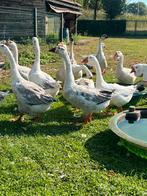Mooie ganzen te koop, Dieren en Toebehoren, Pluimvee, Gans of Zwaan